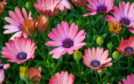 1020400 (a): :2880x1800